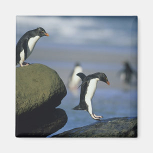 Íman Pinguins Rockhopper, Eudyptes chrysocome),