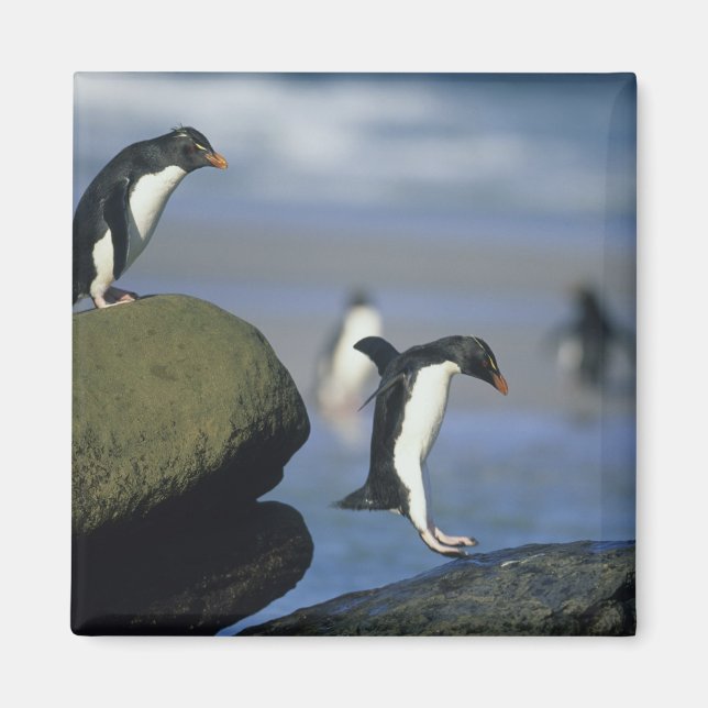 Íman Pinguins Rockhopper, Eudyptes chrysocome), (Frente)