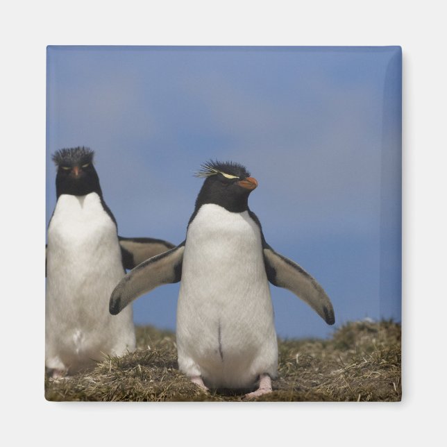 Íman Pinguins Saltadores Eudyptes chrysocome (Frente)