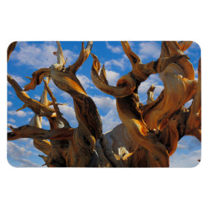 Íman Pinheiro Bristlecone