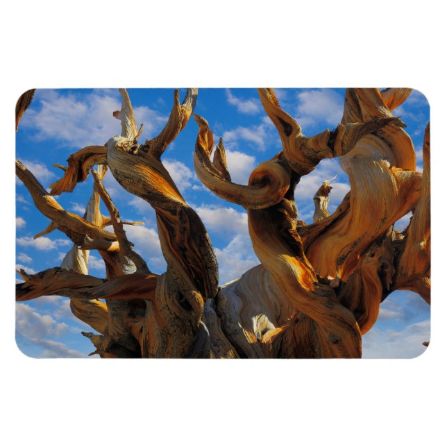 Íman Pinheiro Bristlecone (Horizontal)