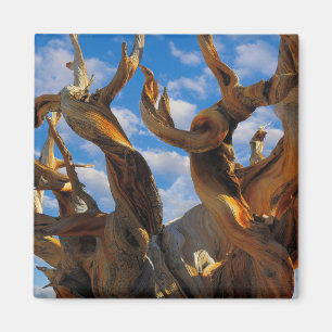 Íman Pinheiro Bristlecone