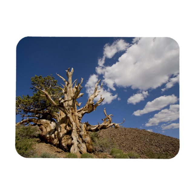 Íman Pinheiro Bristlecone na Floresta Antiga Bristlecon (Horizontal)