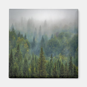 Íman Pinheiros na floresta selvagem