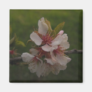 Íman Pink Cherry Blossoms na foto de fundo verde