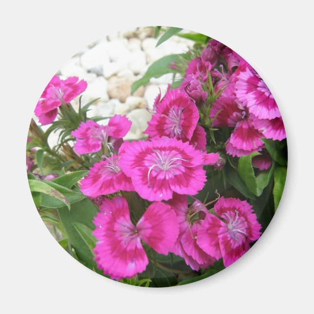 Íman Pink Dianthus/Sweet William (Frente)