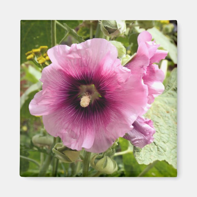ÍMAN PINK HOLLYHOCK (Frente)