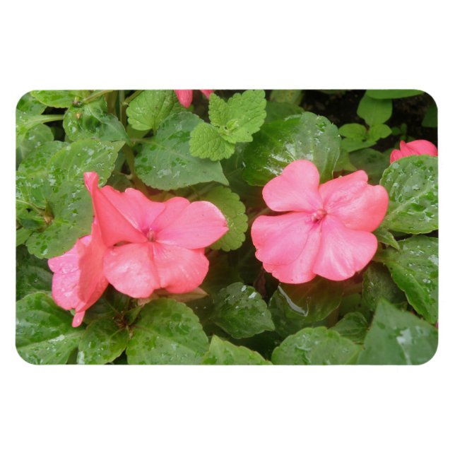 Íman Pink Impatiens Flowens Magnet Premium (Horizontal)