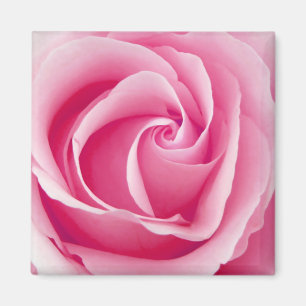 Íman Pink Lady Rose Magnet - Square
