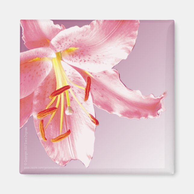 Íman PINK LILY Sq Magnet (Frente)