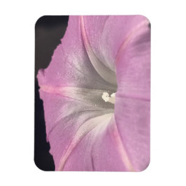 Íman Pink Satin Morning Glory