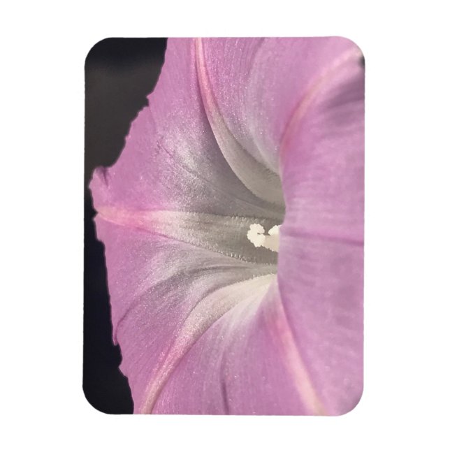 Íman Pink Satin Morning Glory (Vertical)