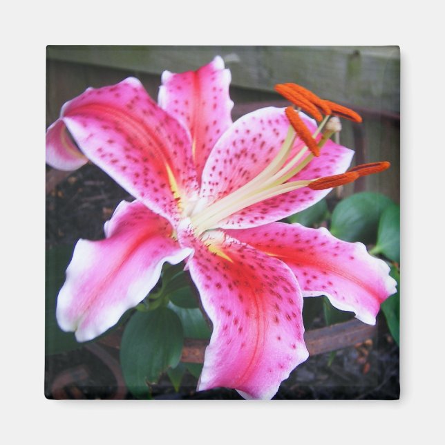 Íman Pink Stargazer Lily (Frente)