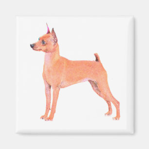 Íman Pinscher diminuto
