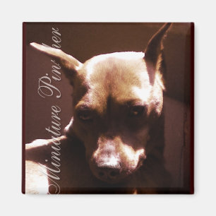 Íman Pinscher diminuto