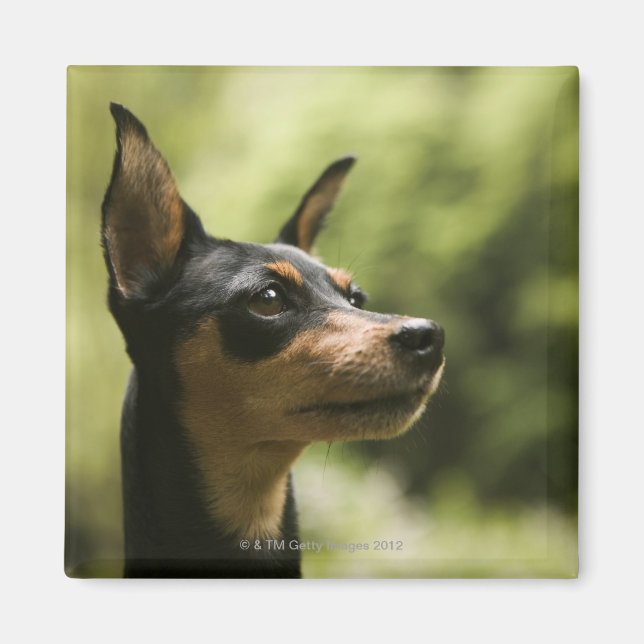 Íman Pinscher Miniatura (Min-Pin) (Frente)