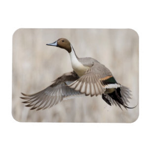 Íman Pintail Drake em Voo