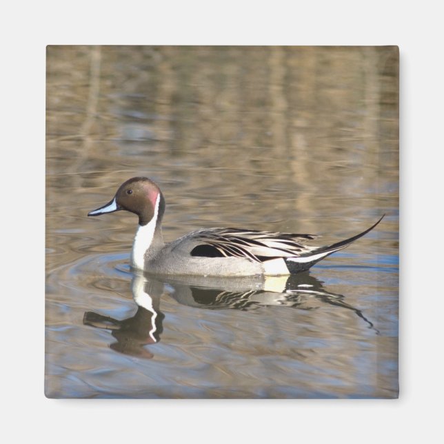 Íman Pintail Duck Natações Em Um Pond (Frente)