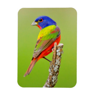 Íman Pintassilgo-de-cabeça-preta (Passerina ciris) Mach