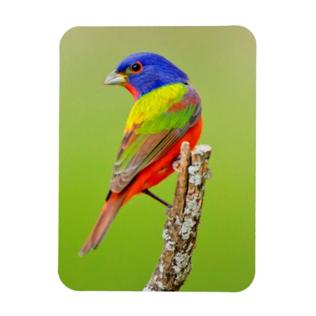 Íman Pintassilgo-de-cabeça-preta (Passerina ciris) Mach (Vertical)