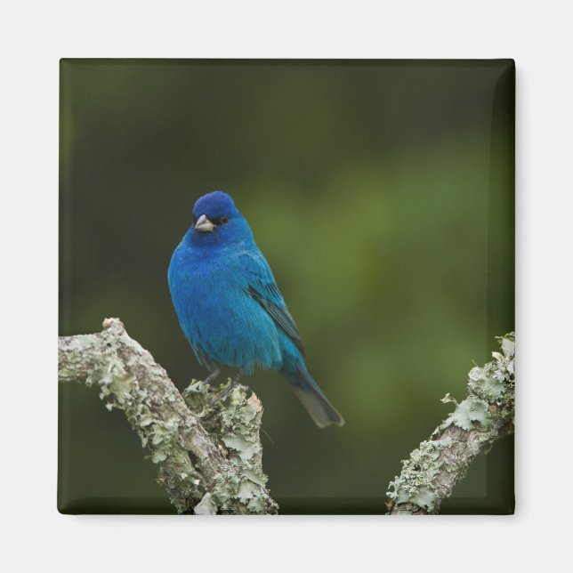 Íman Pintassilgo-Indigo, Passerina cyanea, Costeiro (Frente)