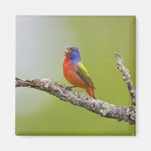 Íman Pintassilgo-pintado (Passerina ciris) macho cantan