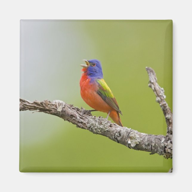 Íman Pintassilgo-pintado (Passerina ciris) macho cantan (Frente)