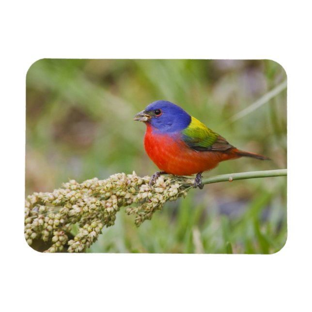 Íman Pintassilgo-pintado (Passerina ciris) macho se ali (Horizontal)