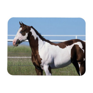 Íman Pinte a posição do cavalo