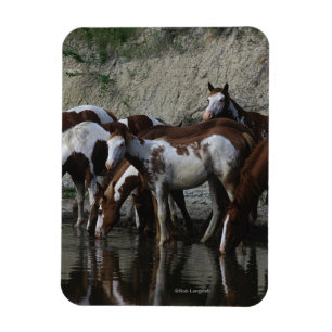 Íman Pinte beber dos cavalos