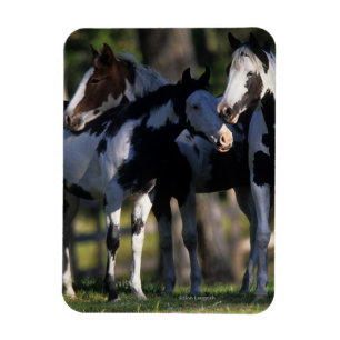 Íman Pinte cavalos