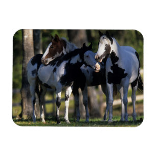 Íman Pinte cavalos