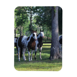 Íman Pinte cavalos nas árvores
