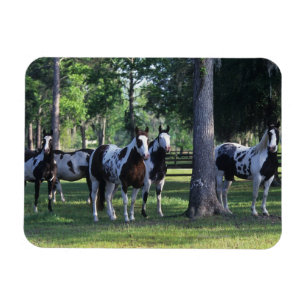 Íman Pinte cavalos nas árvores