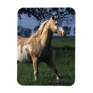 Íman Pinte o cavalo que está 2
