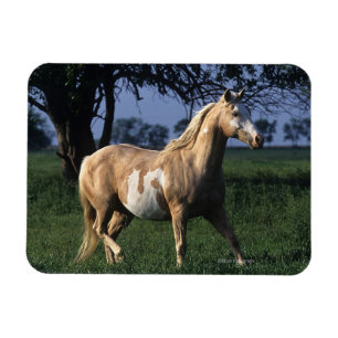 Íman Pinte o cavalo que está 2