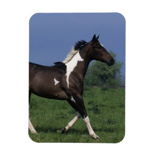 Íman Pinte o cavalo que funciona 2