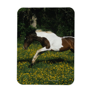Íman Pinte o cavalo que funciona no campo das flores