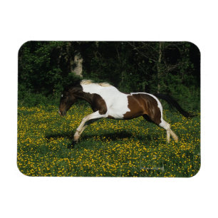 Íman Pinte o cavalo que funciona no campo das flores