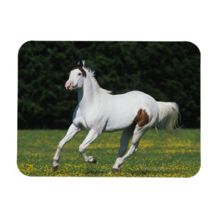 Íman Pinte o cavalo que funciona no campo gramíneo