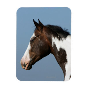 Íman Pinte o Headshot 1 do cavalo