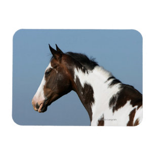 Íman Pinte o Headshot 1 do cavalo