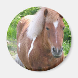 Íman Pinte o ímã do Quarterhorse