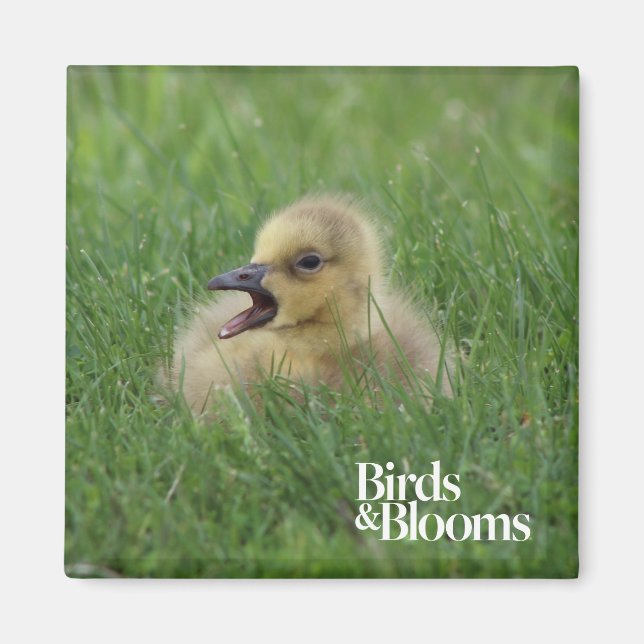 Íman Pintinho Canadiano de Ganso (Frente)