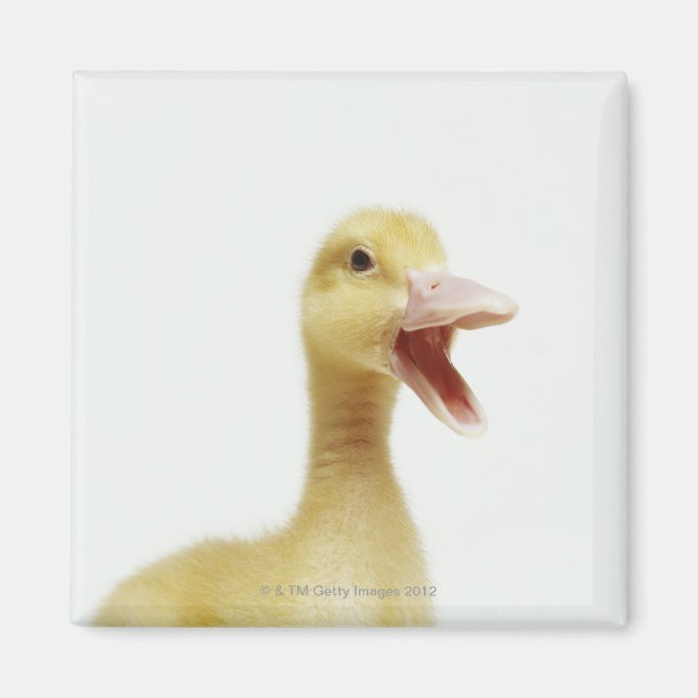 Íman Pintinho de pato de Pekin, com tiro na cabeça (Frente)