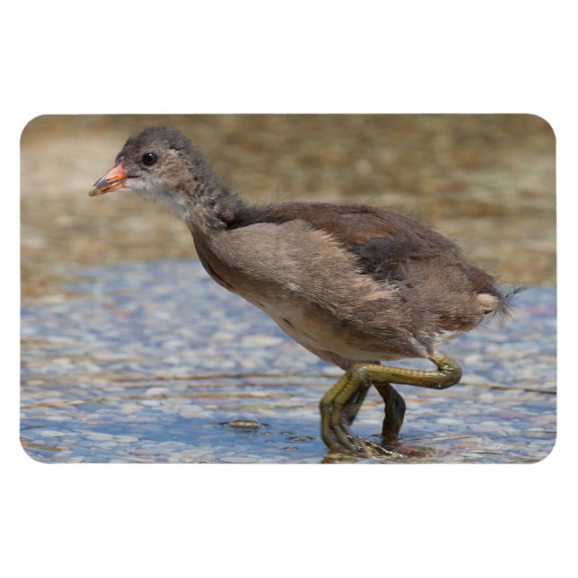 Íman Pintinho Eurasian Coot Young (Horizontal)