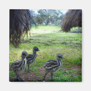 Íman Pintinhos Baby Emu de Três Felpudos, Imã de gela