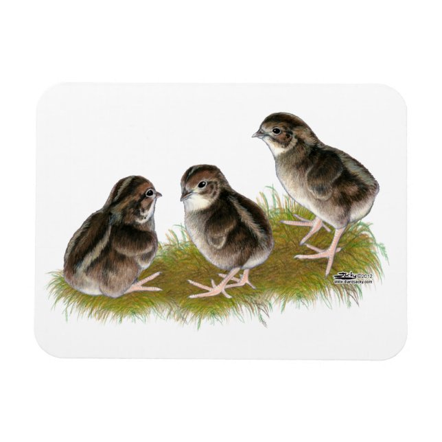 Íman Pintinhos Coturnix Quail (Horizontal)