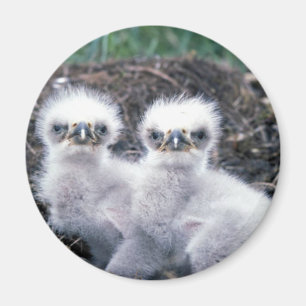 Íman Pintinhos da águia americana