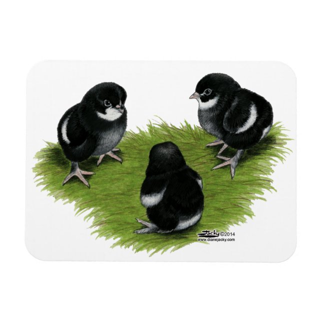 Íman Pintinhos de cobre preto marans (Horizontal)